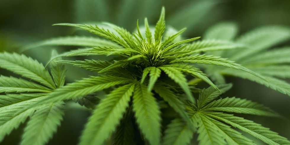 Children of mothers who use cannabis are much more likely to die in the first year of life