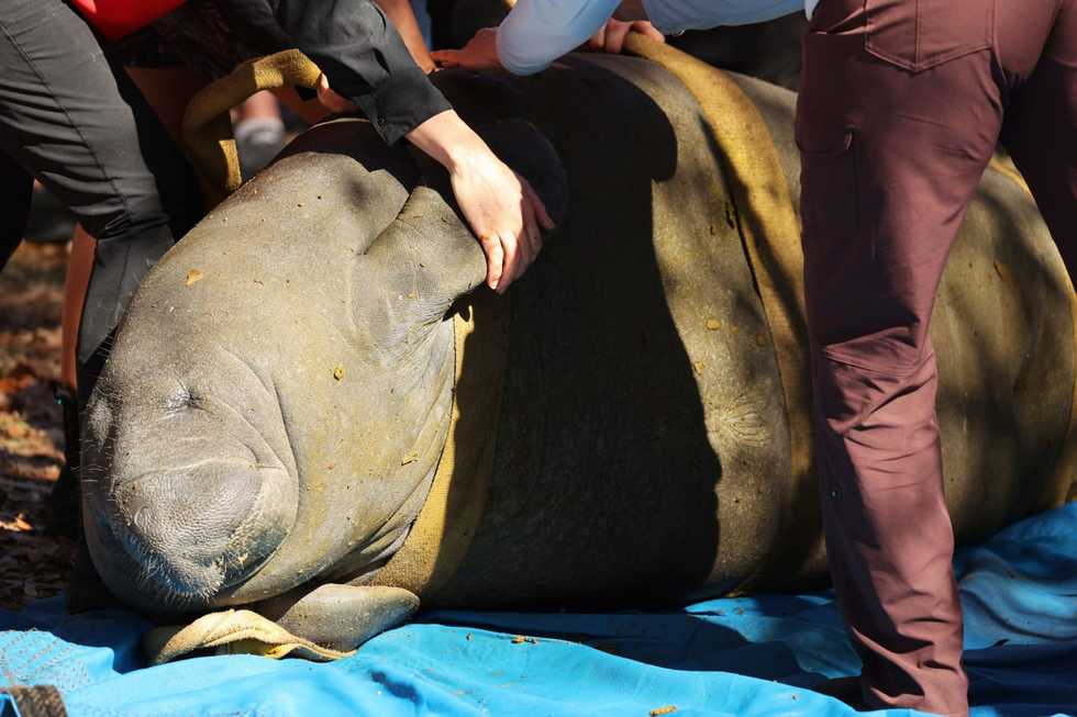 ‘This is a really good day’: 12 rescued, rehabbed manatees released at Florida's Blue Spring State Park