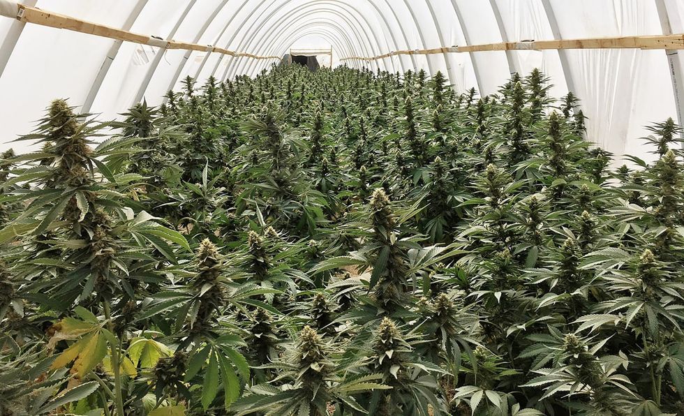 Can California's legal cannabis industry survive while illegal competitors still operate?