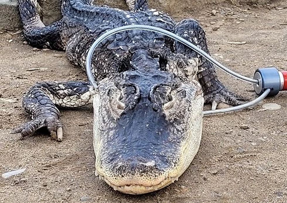 Alligator captured in New York park, possibly 'cold shocked'