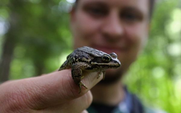 Hundreds of Washington state plants, animals at risk of extinction