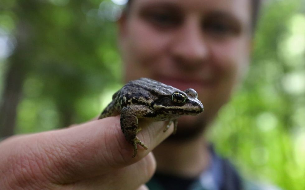 Hundreds of Washington state plants, animals at risk of extinction