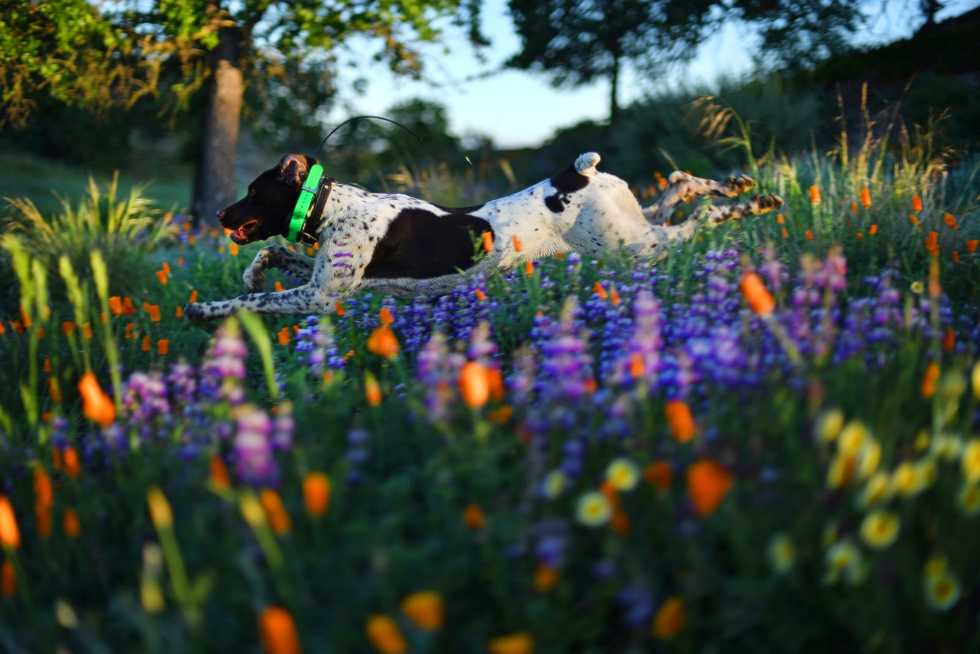 When and where can I see wildflowers in Northern California? Here’s what to expect this season