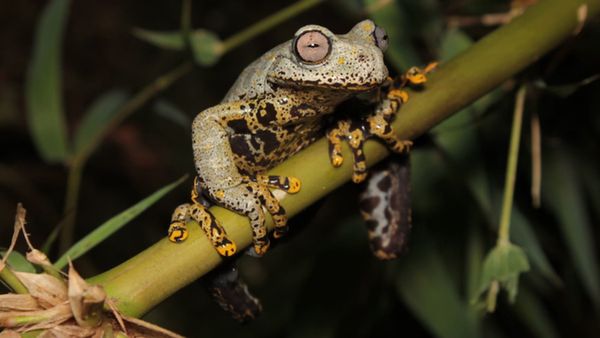 New species found in ‘magical ecosystem’ in Ecuador gets name inspired by Tolkien