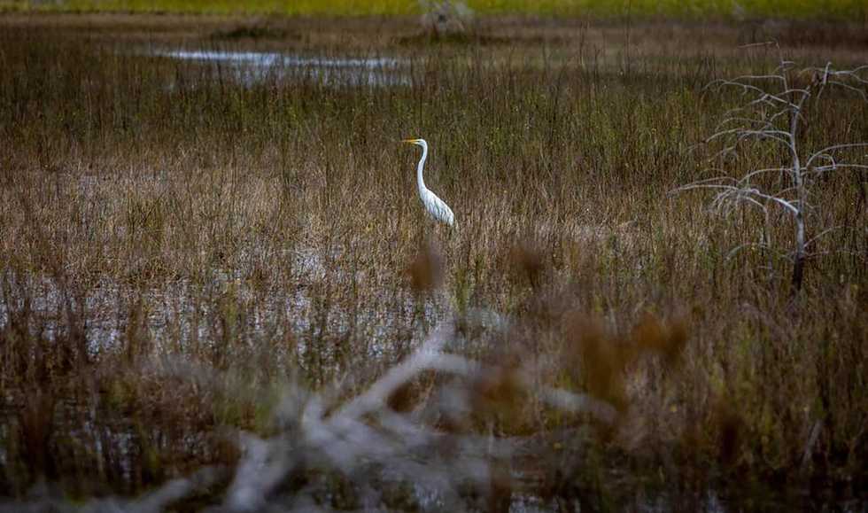 Signs of Everglades recovery emerge. Long way to go but ‘trending in the right direction’