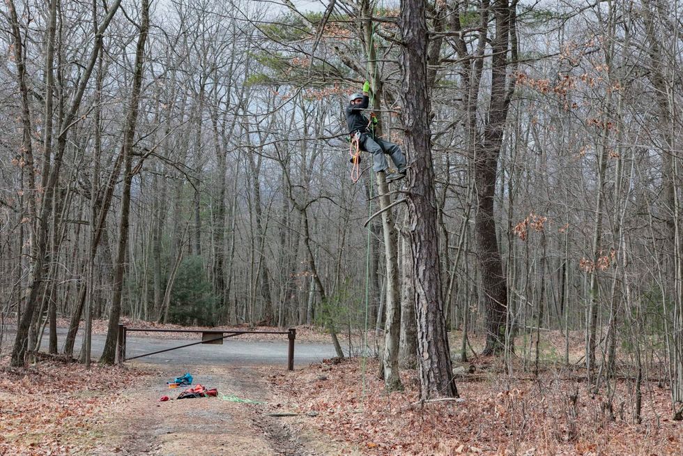 Meet the man determined to climb the tallest tree in all 67 Pennsylvania counties - Vimarsana News