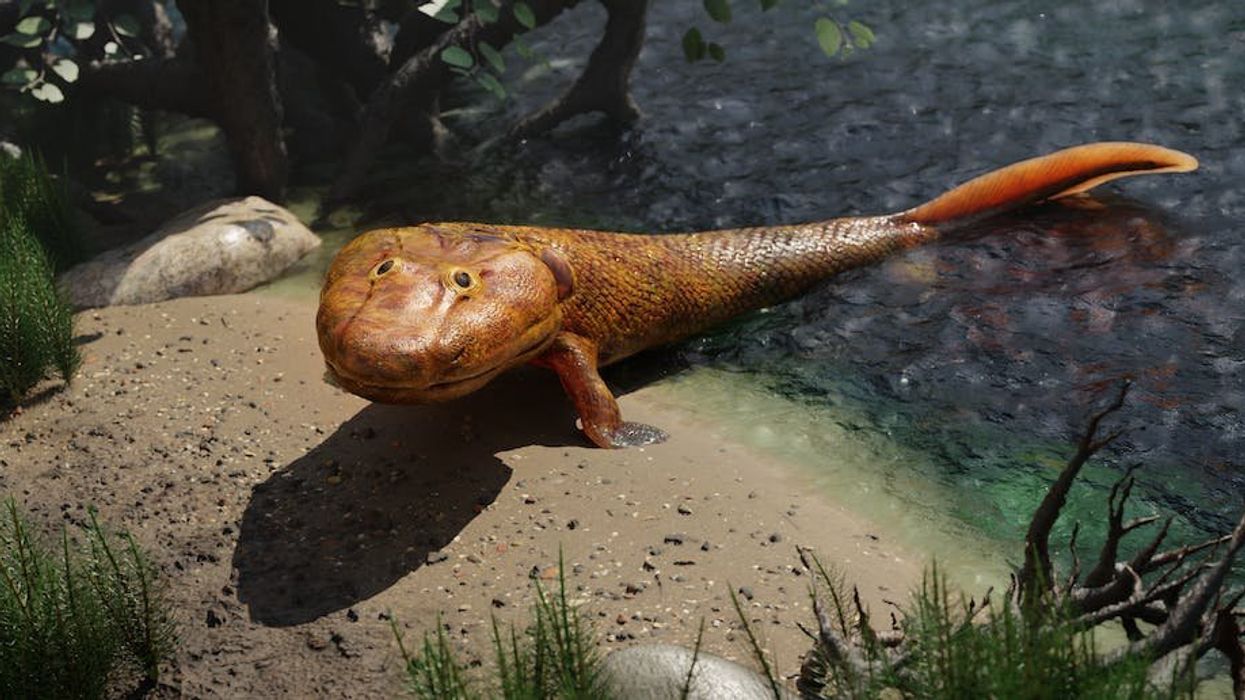 How fish evolved to walk – and in one case, turned into humans