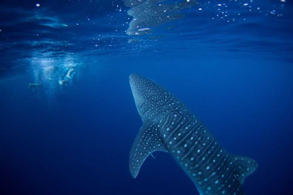 Nations secure U.N. global high seas biodiversity pact