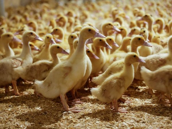 New York state vs New York City: the war over foie gras