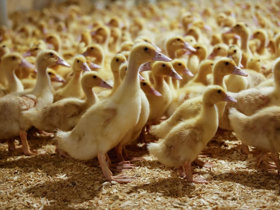 New York state vs New York City: the war over foie gras