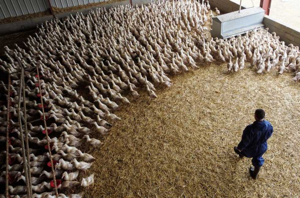 Vaccine makers prep bird flu shot for humans 'just in case'; rich nations lock in supplies