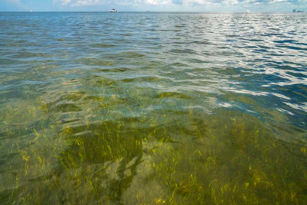What’s red tide doing to Florida’s marine life? ‘We really need to get our act together.’