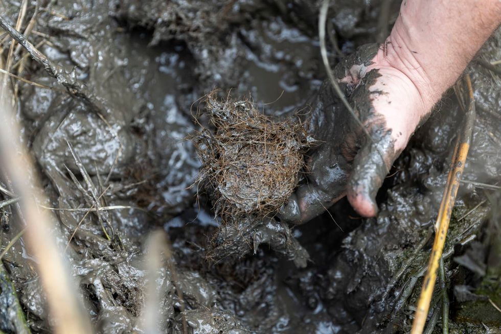 Scientists turn to coconuts to save the New Jersey coastline