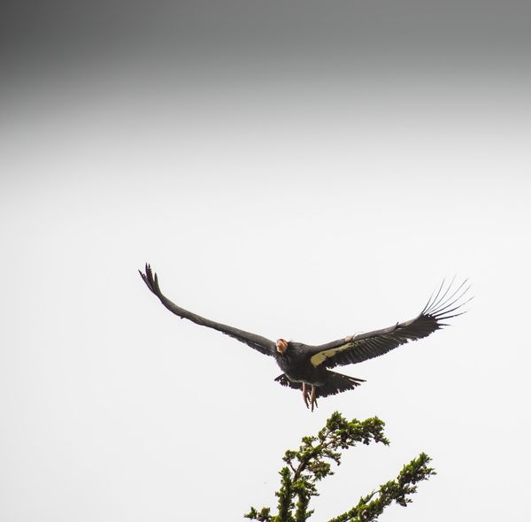 3 California condors found dead in Arizona. Now officials know how they died