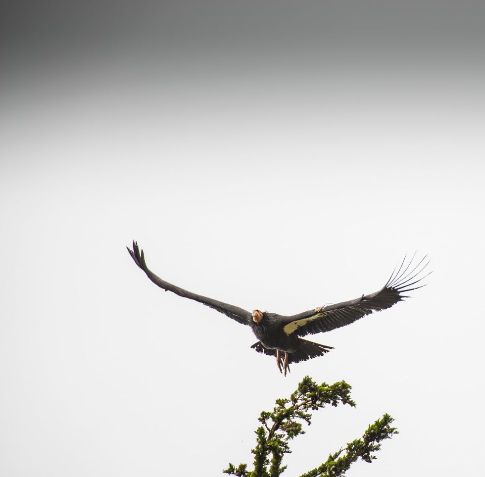 3 California condors found dead in Arizona. Now officials know how they died