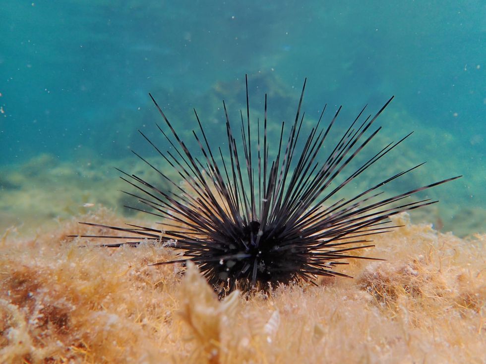 Sea urchin die-off threatens reefs from Florida to Caribbean. Scientists hope to revive them