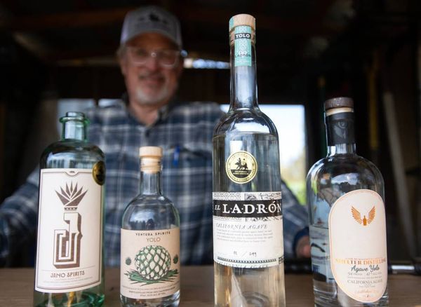 California has a new take on mezcal and tequila. How Sacramento-area farmers are leading it