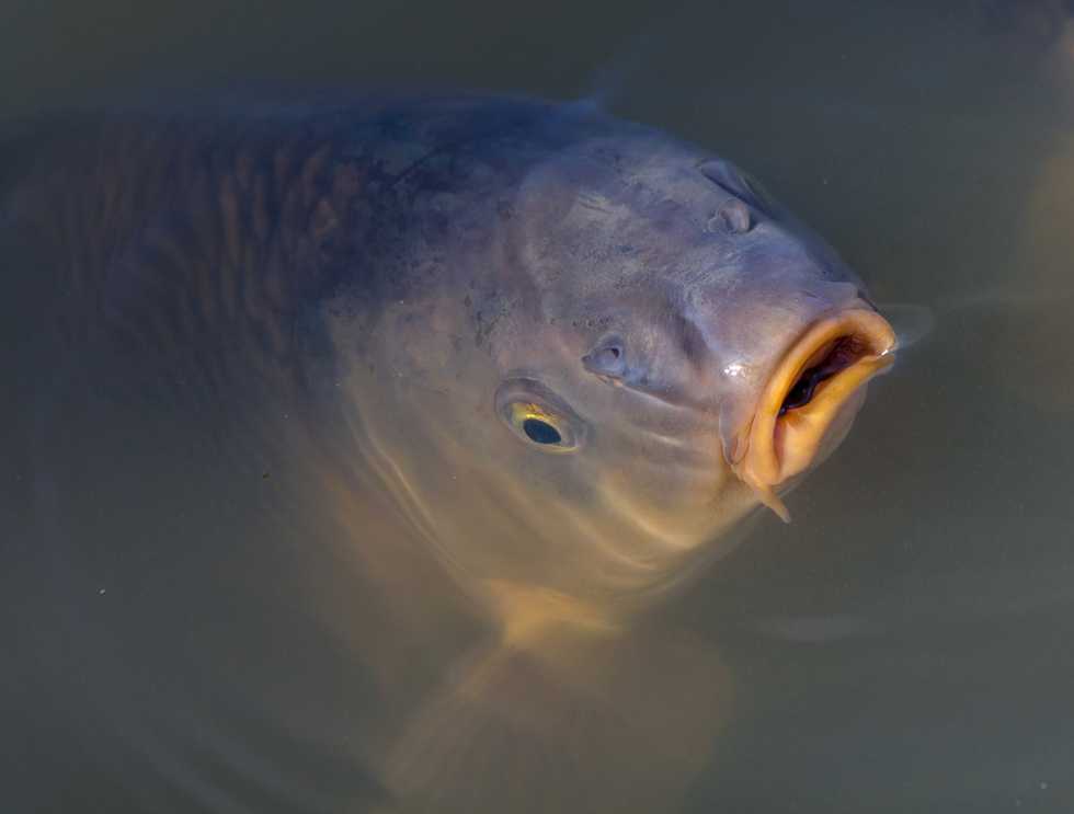 Missouri hoping to net results with new invasive carp removal program