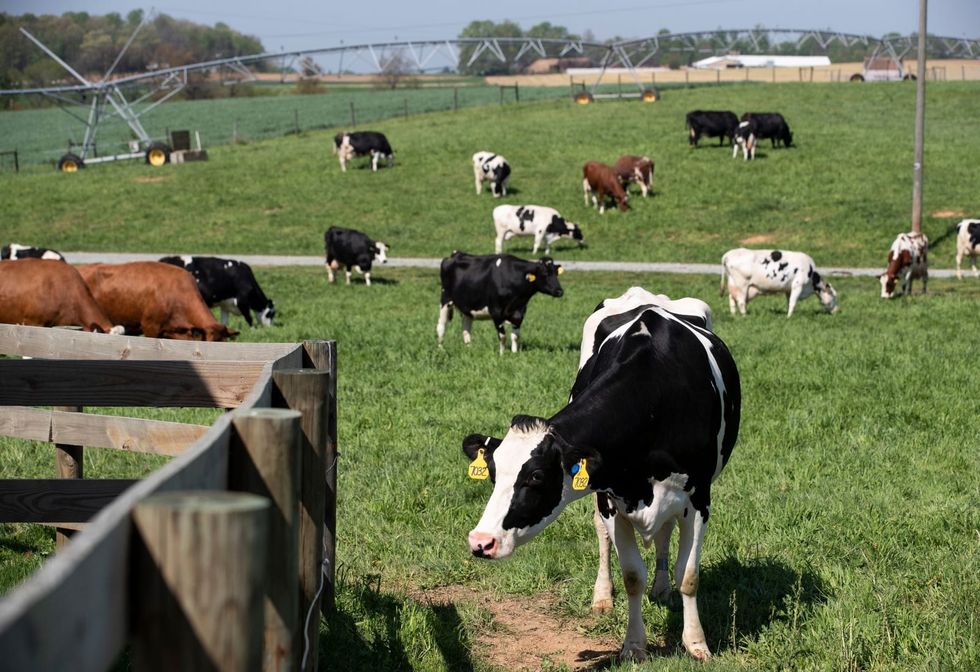 Hershey’s chocolate comes full circle on Pennsylvania dairy farm. The cows love it