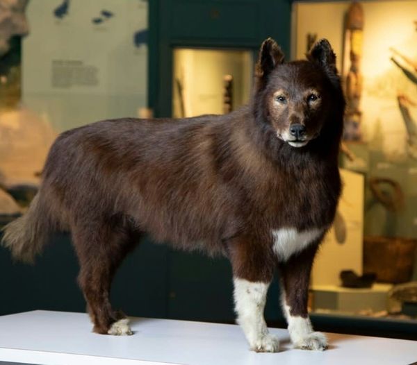 DNA study of famed sled dog shows what made him so tough