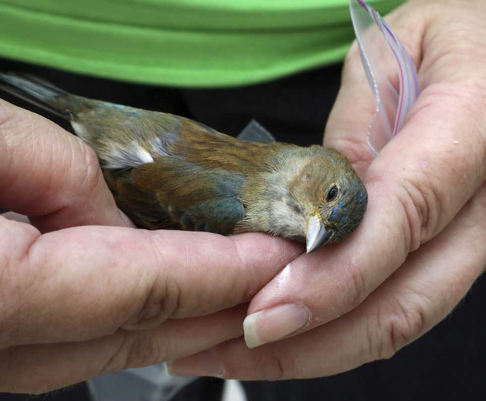 Migrating birds set to risk their lives flying over Chicago, most dangerous city for migratory birds in North America