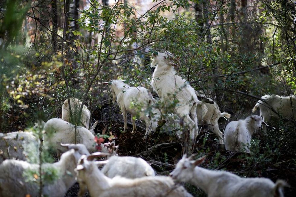 Chile's firefighting goats protect a native forest from deadly blazes