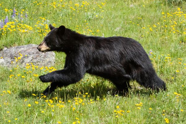 Black bear steals 60 cupcakes from Connecticut bakery