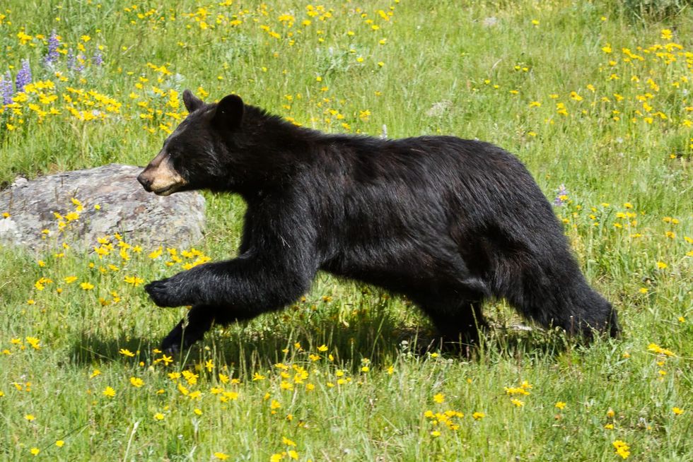 Black bear steals 60 cupcakes from Connecticut bakery