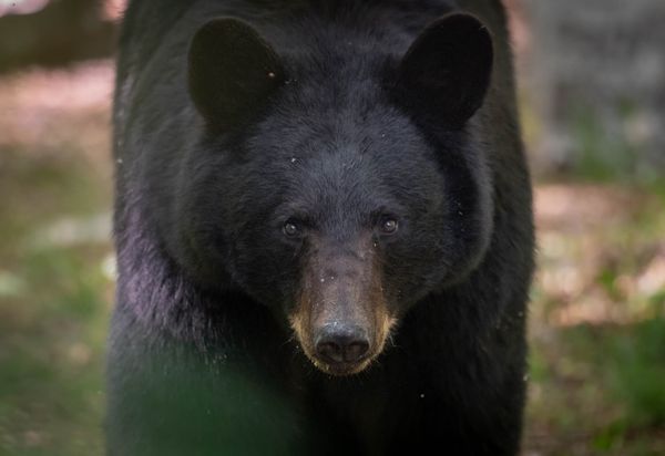 Bear euthanized after attacking two children in Pennsylvania