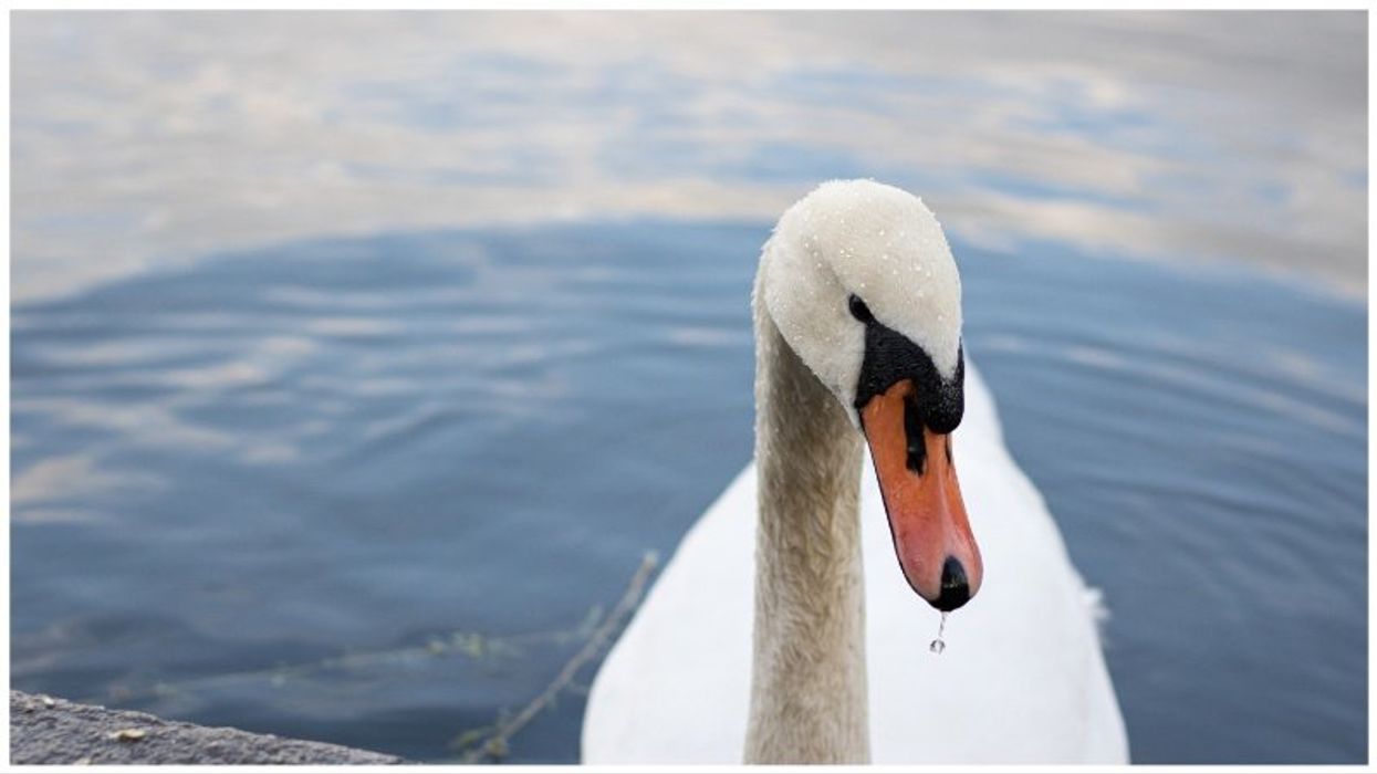 Teens eat swan they grabbed from New York village pond: report