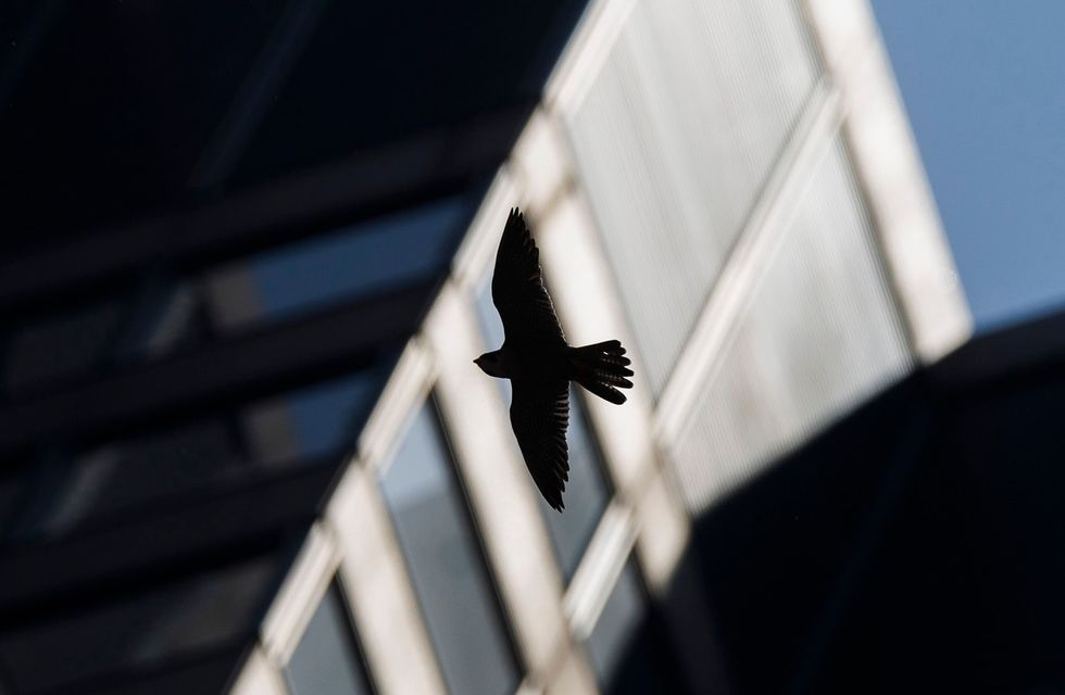 Peregrine falcons swoop down on bystanders in downtown Chicago: ‘I never imagined it would attack people, but I guess they do’