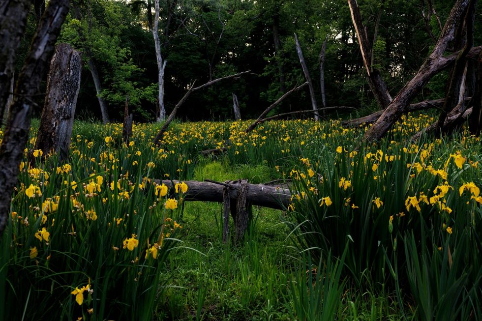 Illinois environmentalists push for state action to protect wetlands after Supreme Court ruling rolls back federal rules
