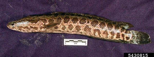 Invasive fish spotted in Missouri can even be found on land. Kill it if you see one