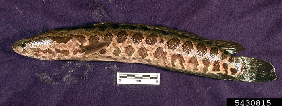 Invasive fish spotted in Missouri can even be found on land. Kill it if you see one