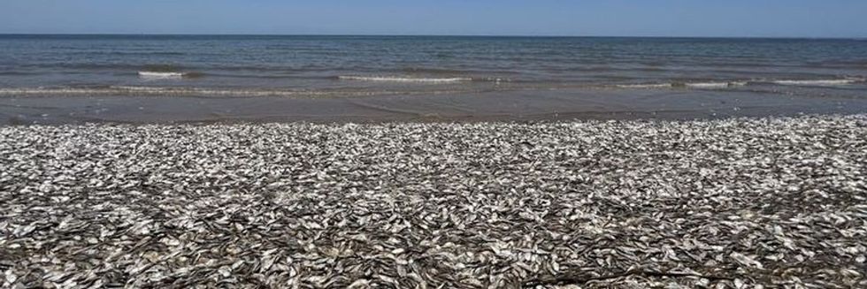 Hundreds of thousands of fish wash up dead on Texas beach