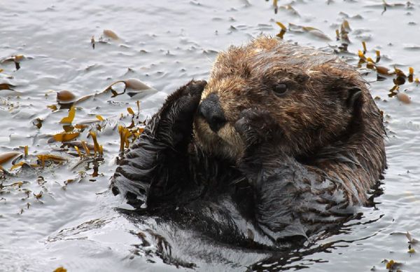 California surfers terrorized by board-stealing sea otter