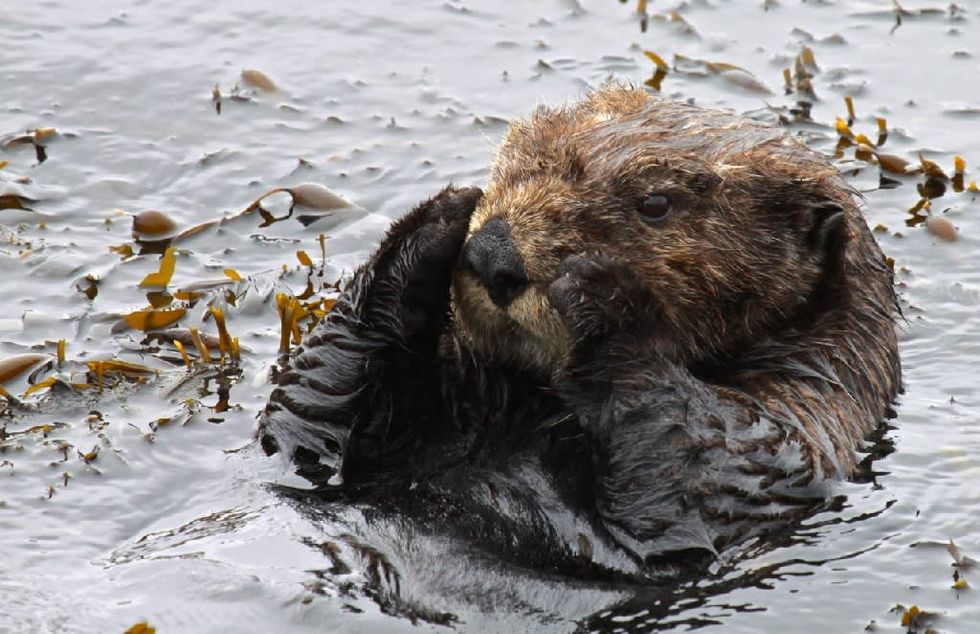 California surfers terrorized by board-stealing sea otter