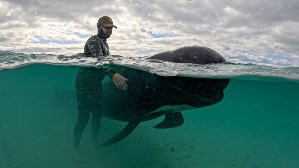 More than 50 pilot whales have died in Australia - volunteers are racing to save the rest