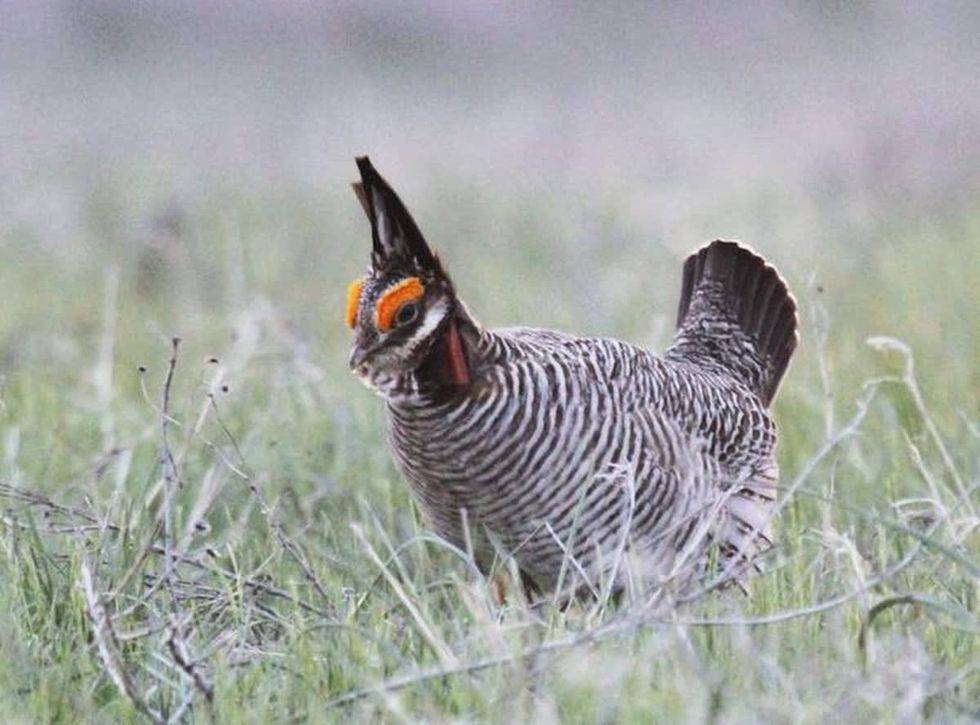 This Kansas bird is in the crossfire as Congress targets Biden’s environmental rules