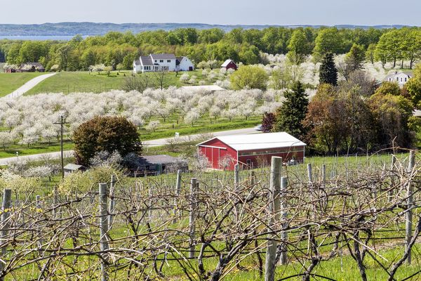 Turning sour: Michigan cherry growers are quitting, cutting down trees