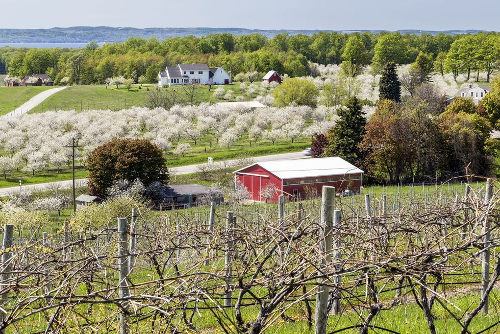 Turning sour: Michigan cherry growers are quitting, cutting down trees