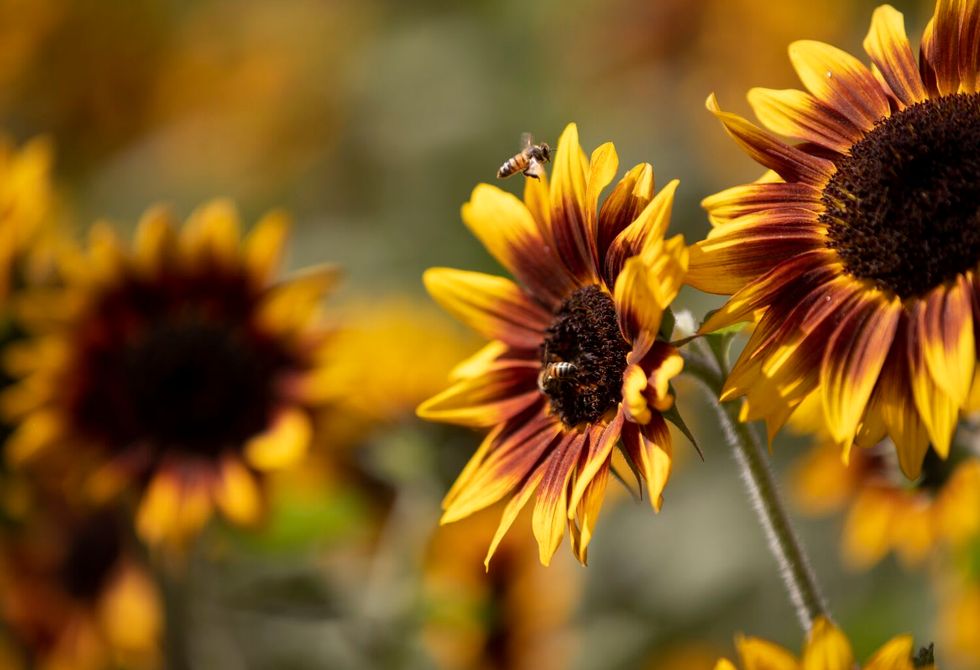 Bees helped make San Diego one of the country's most biodiverse places. The city plans to return the favor.