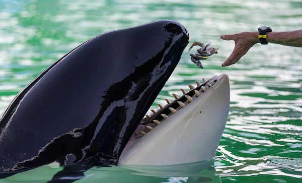 Lolita, the Seaquarium orca, died Friday as hopes grew she would leave for the sea