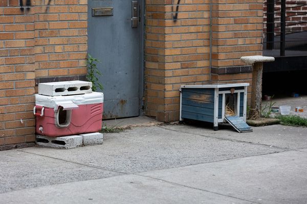 A tidal wave of stray cats is overwhelming neighborhoods across NYC