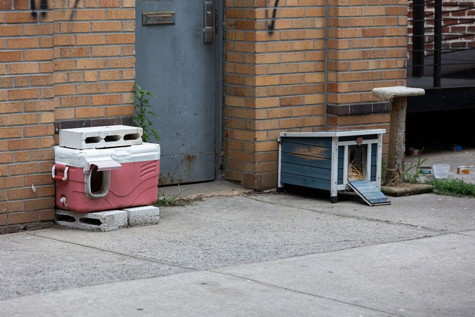 A tidal wave of stray cats is overwhelming neighborhoods across NYC