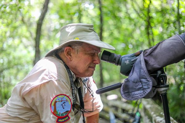 A rare wild flower is the star of the Florida swamp. But can the ghost orchid survive?