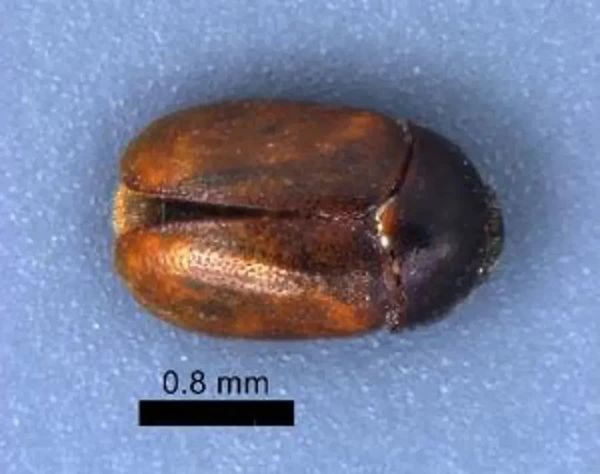 Invasive, 'destructive' beetle found in baggage at Detroit Metro Airport