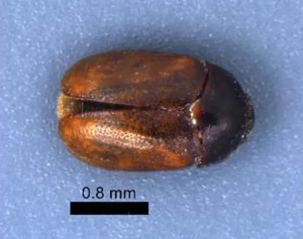 Invasive, 'destructive' beetle found in baggage at Detroit Metro Airport