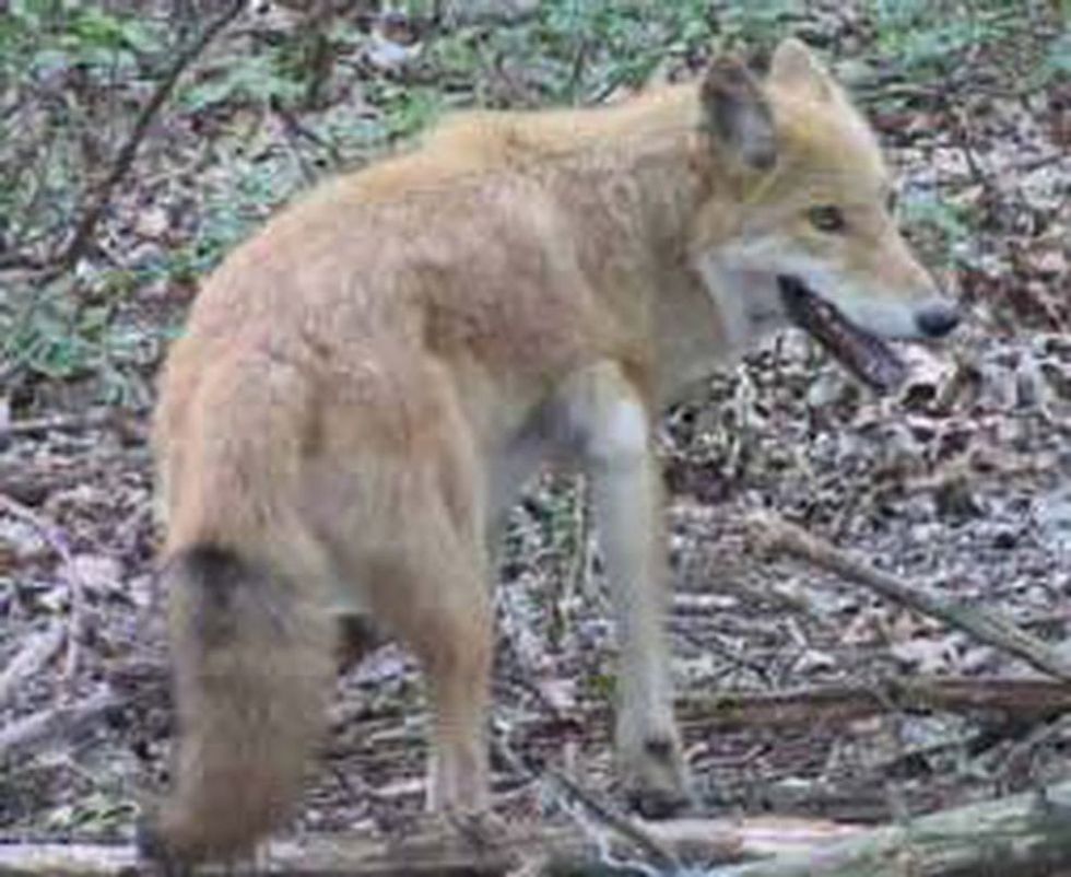 Wily coyotes are growing in numbers across New Jersey
