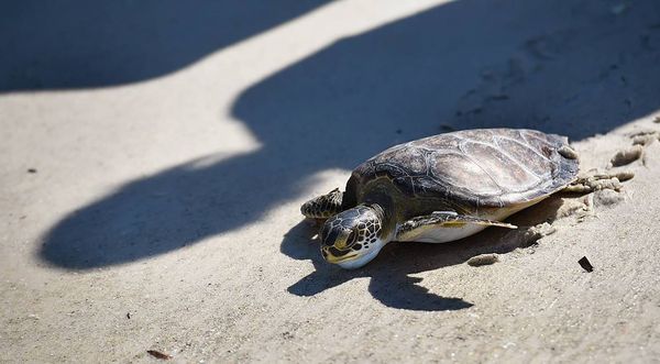 Baby sea turtles are baking under the South Florida sun, new study suggests